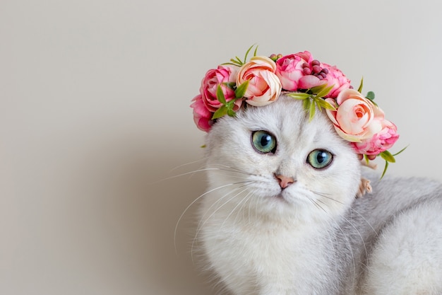 Gatinho fofo e branco com uma coroa de flores em uma superfície cinza