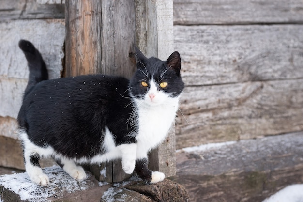 Gatinho fofo e brilhante sentado na neve e olhando para a frente no inverno