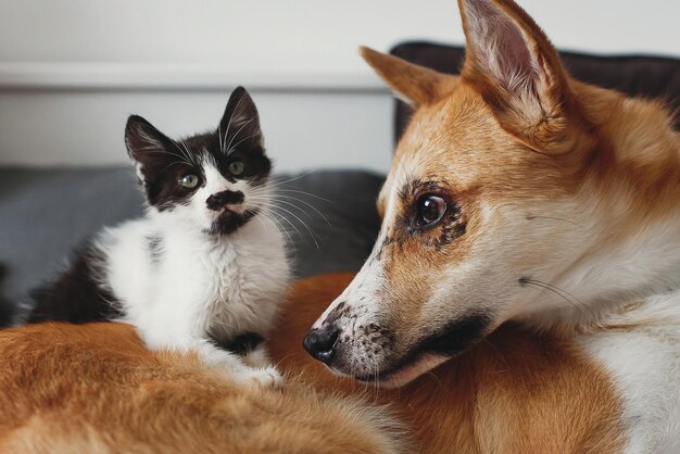 Gatinho fofo e cachorro dourado brincando na cama com travesseiros no quarto estiloso adorável gatinho preto e branco e cachorrinho com emoções engraçadas se divertindo no cobertor amigos de casa aconchegante