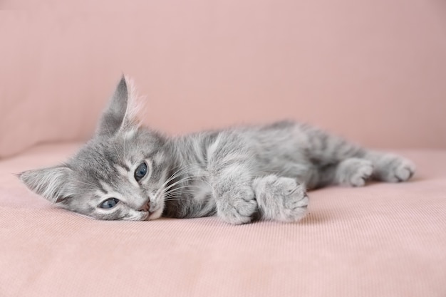 Gatinho fofo e cinza deitado no sofá