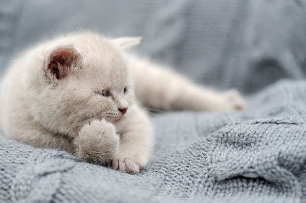 Gatinho fofo e engraçado cinza em pano cinza