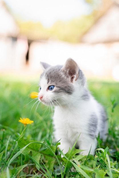 Gatinho fofo e fofo cinza na grama verde