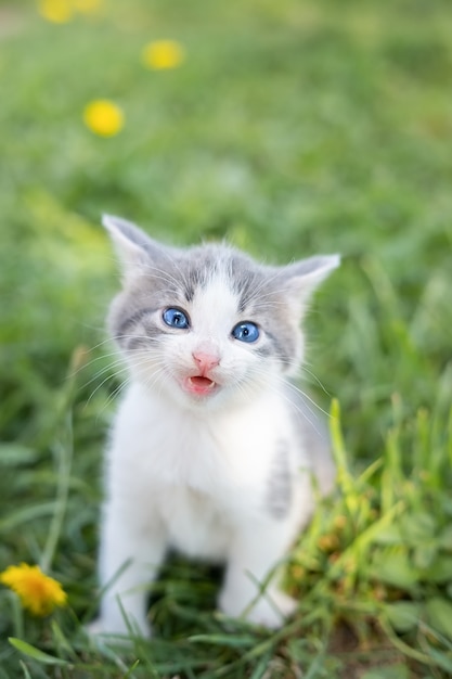 Gatinho fofo e fofo cinza na grama verde