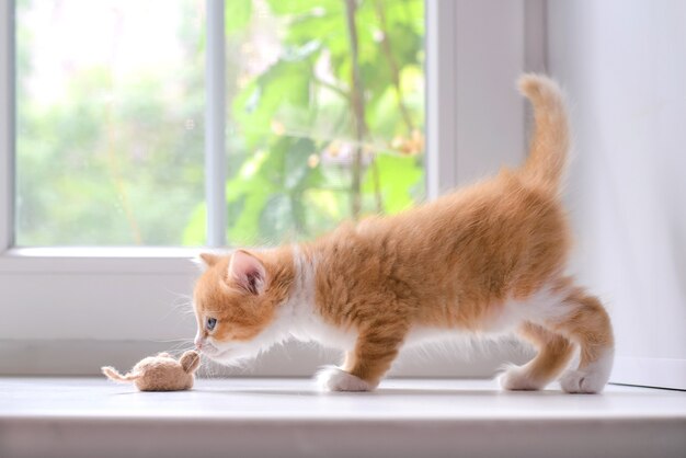 Gatinho fofo e fofo e vermelho brincando com um rato de brinquedo no parapeito da janela