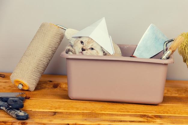 Foto gatinho fofo e vestindo papel aquecido sentado em uma pia com ferramentas para reforma