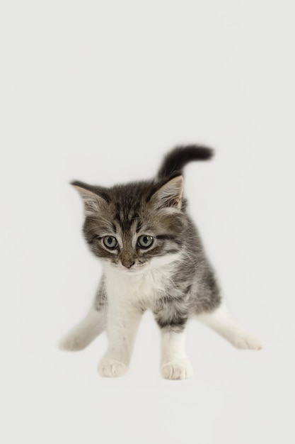 Gatinho fofo em um fundo branco Animais de estimação Feriados e eventos