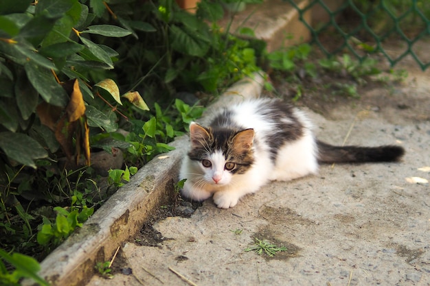 Gatinho fofo encontra-se no chão da rua à sombra.