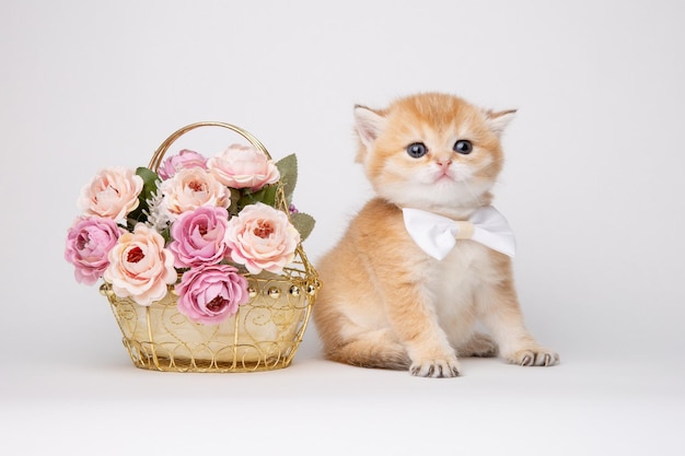 Gatinho fofo fofo com um buquê de flores e uma gravata borboleta isolada em um fundo branco