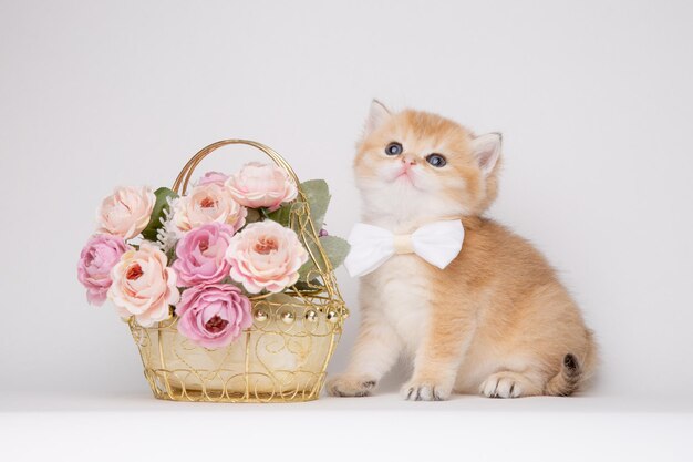 Gatinho fofo fofo com um buquê de flores e uma gravata borboleta isolada em um fundo branco