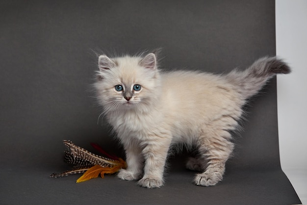 Gatinho fofo fofo contra fundo cinza brincando com penas de pássaros espaço para texto