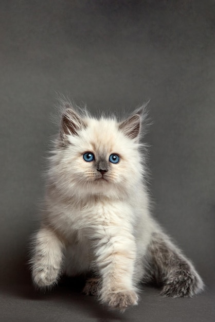 Gatinho fofo fofo contra fundo cinza Espaço para texto