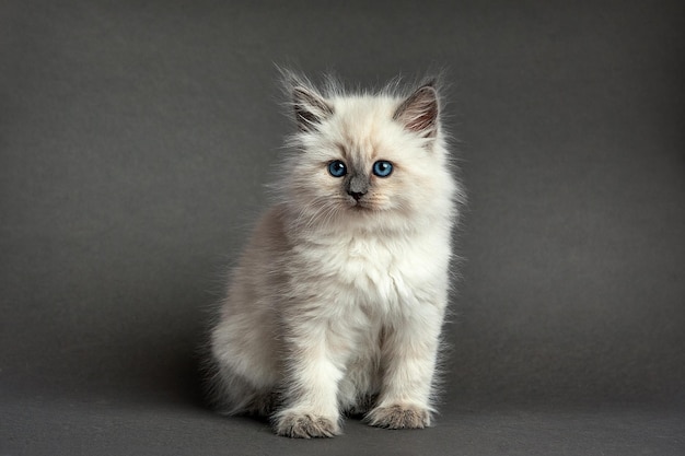 Gatinho fofo fofo contra fundo cinza Espaço para texto