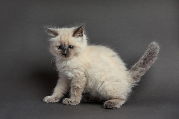 Gatinho fofo fofo contra fundo claro Espaço para texto