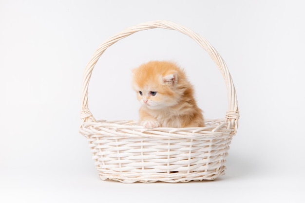 Gatinho fofo fofo em uma cesta isolada em um fundo branco