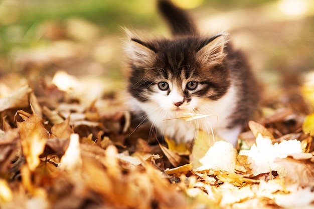 Gatinho fofo fofo entre folhas amarelas no outono