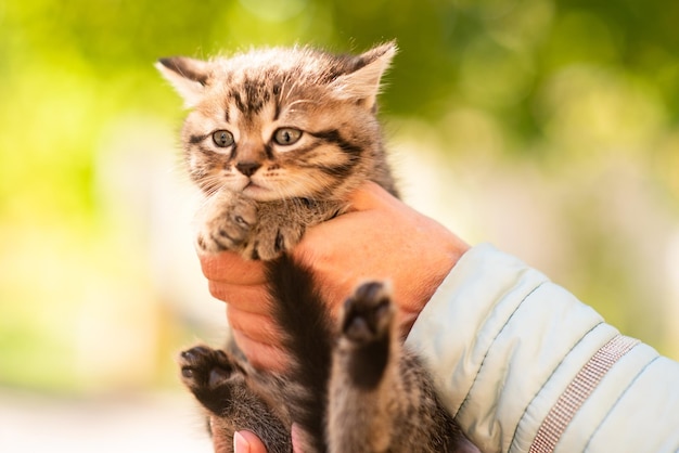 Gatinho fofo fofo entre folhas amarelas no outono