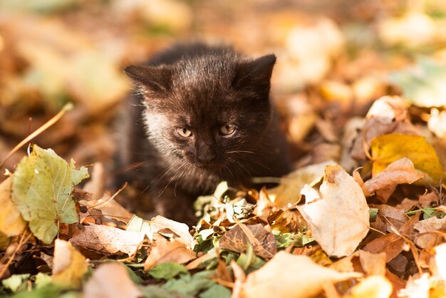 Gatinho fofo fofo entre folhas amarelas no outono