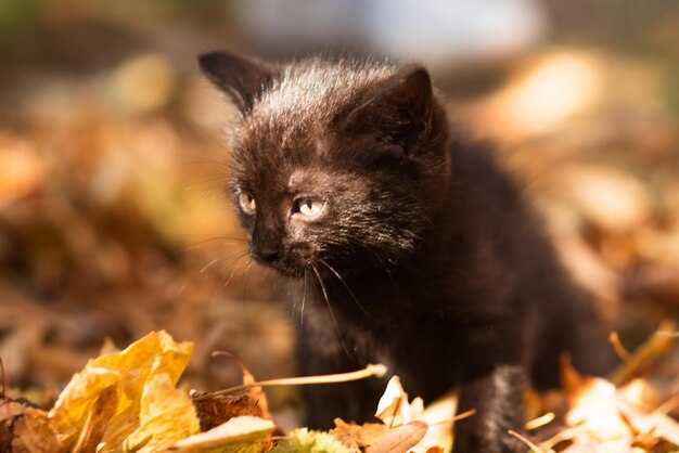 Gatinho fofo fofo entre folhas amarelas no outono