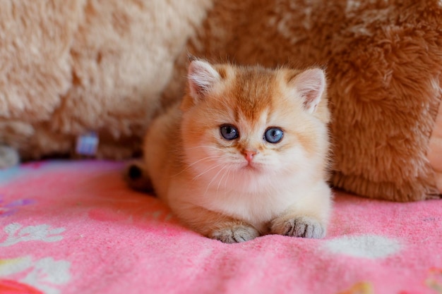 Gatinho fofo fofo está deitado no sofá