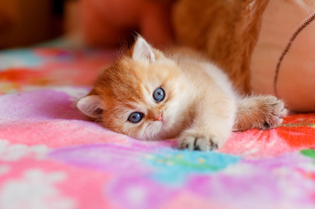 Corte O Jogo Do Gatinho Do Bebê Imagem de Stock - Imagem de fundo, gato:  116003439