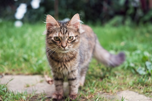 Gatinho fofo, gatinho, gatinho curioso