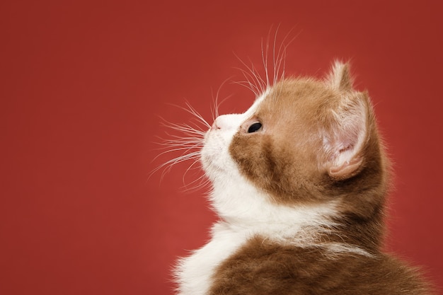 Gatinho fofo lateralmente em um fundo vermelho.