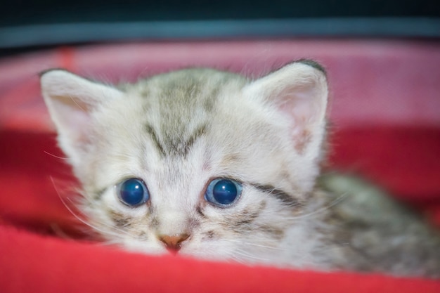 Foto gatinho fofo listrado