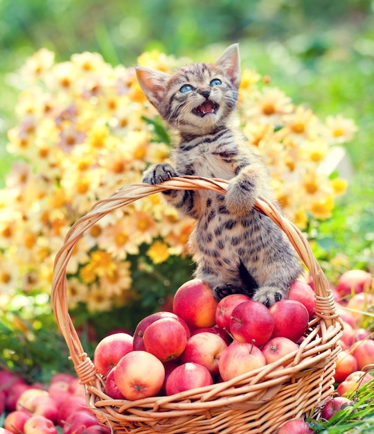 Gatinho fofo na cesta com maçãs no jardim