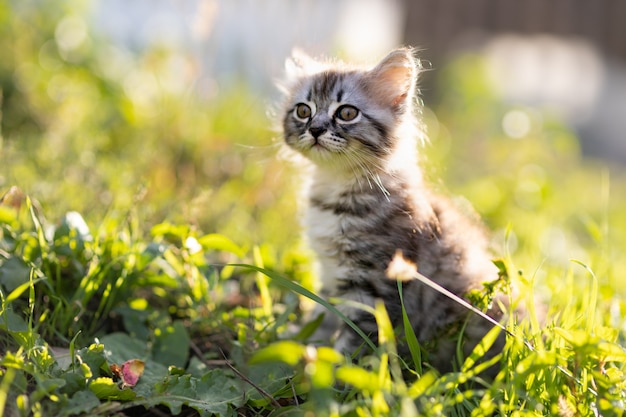 Gatinho fofo na grama