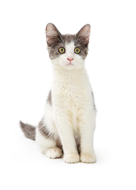 Gatinho fofo no fundo branco