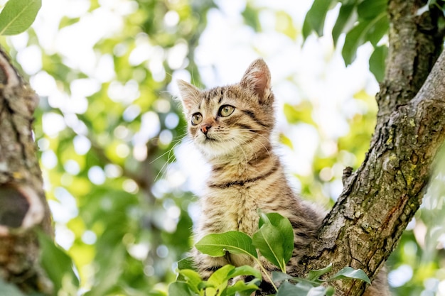 Gatinho fofo no jardim em uma árvore