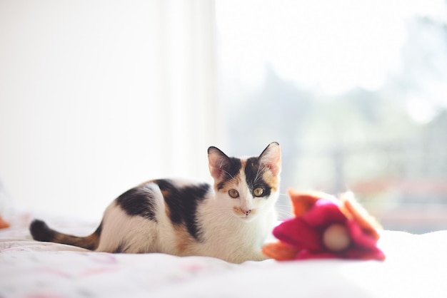 Gatinho fofo olhando para a câmera na cama em casa