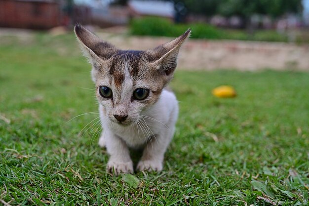 gatinho fofo ou foto de gato fofo