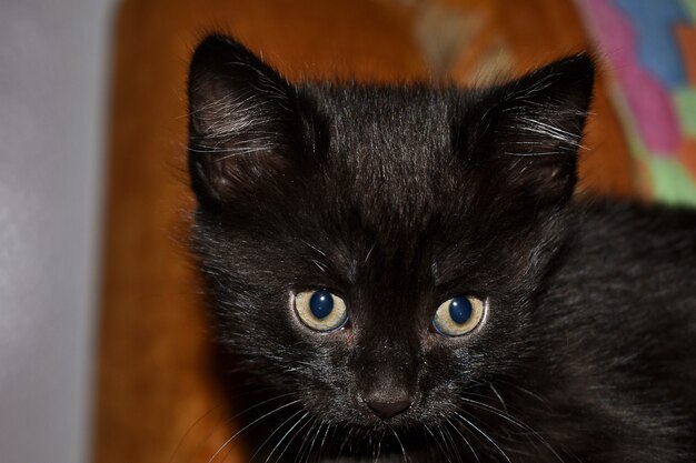 Foto gatinho fofo preto em casa