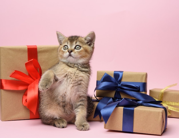 Gatinho fofo, raça reta chinchila dourada escocesa fica em um fundo rosa e caixas com presentes, fundo festivo