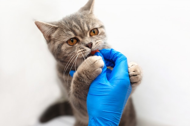 Foto gatinho fofo, recebendo uma pílula da mão de veterinários em luvas azuis