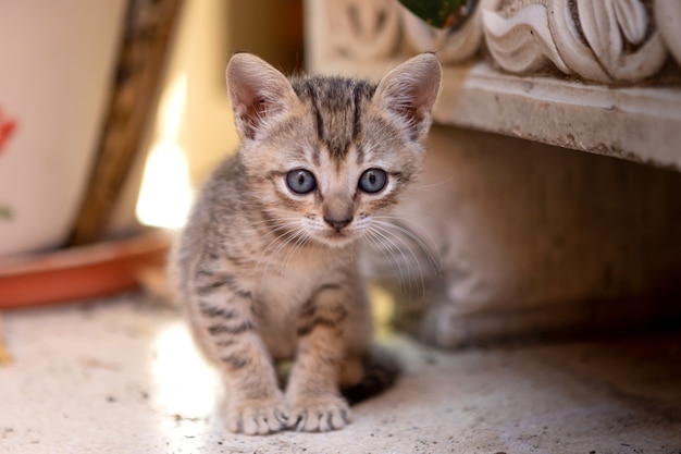 Gatinho fofo recém-nascido com olhos cinzentos