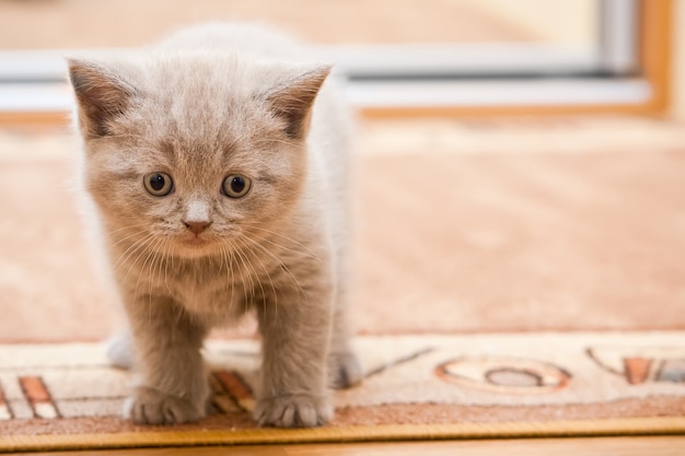 Gatinho fofo recém-nascido de pêlo curto britânico