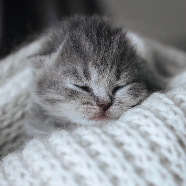 Gatinho fofo recém-nascido dormindo em um cobertor de cachecol de lã quente