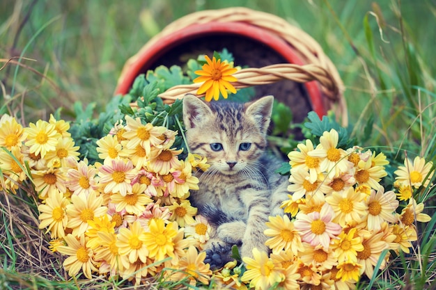 Gatinho fofo relaxando ao ar livre com flores no jardim