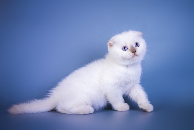 Gatinho fofo scottish fold shorthair prateado com olhos azuis.