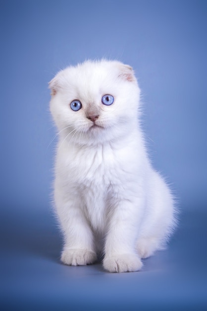 Gatinho fofo scottish fold shorthair prateado com olhos azuis.