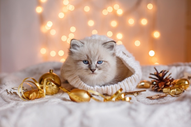 Gatinho fofo sentado em um cobertor