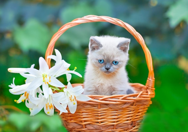 Gatinho fofo sentado em uma cesta com flores na grama