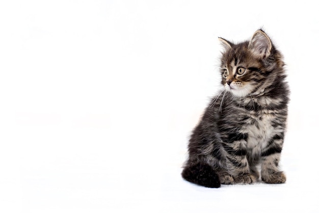 Gatinho fofo sentado, isolado em um fundo branco, copie o espaço