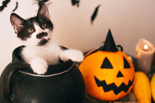 Gatinho fofo sentado no caldeirão de bruxa com abóbora Jack o lanterna com vassoura de velas e fantasmas de morcegos em fundo assustador Imagem atmosférica do conceito de feliz dia das bruxas