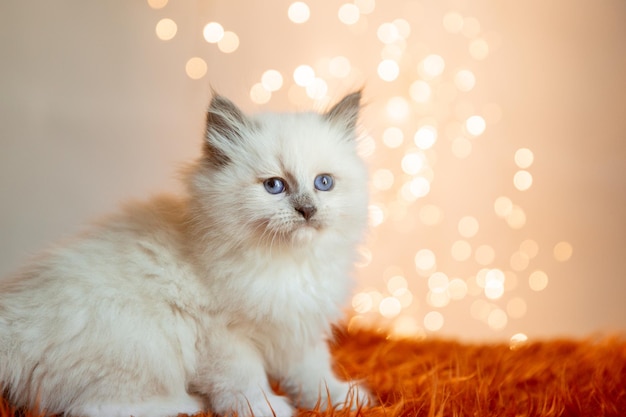 Gatinho fofo sentado no fundo de uma guirlanda de ano novo de natal