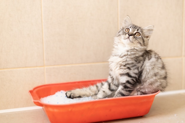 Gatinho fofo sentado no vaso sanitário na bandeja