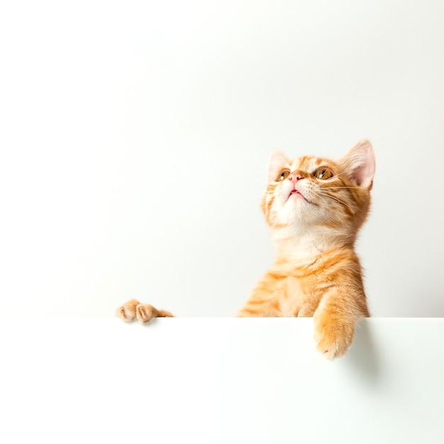 Gatinho fofo vermelho sobre um fundo branco. Animal de estimação brincalhão e engraçado. Copie o espaço.