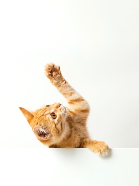 Um Gatinho De Macaco Listrado Brinca Com Um Travesseiro De Laranja Com Um  Buraco No Meio. Imagem de Stock - Imagem de animal, furo: 229351149